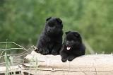 SCHIPPERKE 565